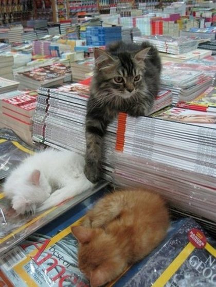書店之寶　動物「書僮」比書吸引人