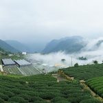 ＊週三來吃喝：避暑勝地【阿里山】二延平步道+頂石棹步道