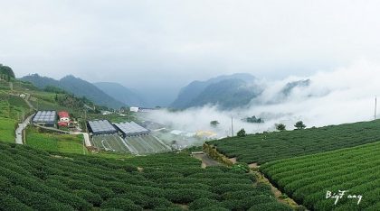 ＊週三來吃喝：避暑勝地【阿里山】二延平步道+頂石棹步道