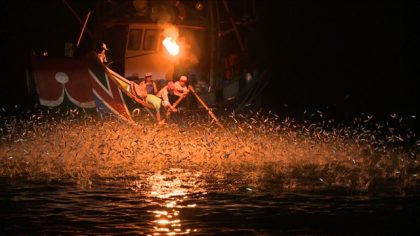 海上花火─磺火捕魚