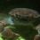 台灣才有的「烏龜怪方蟹」身世之謎！