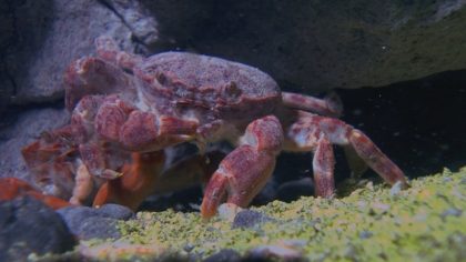 全球十分之一的螃蟹都住在臺灣！