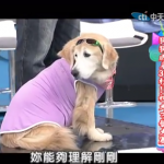 【2014.06.16】狗狗成名30秒！神犬才藝大賽！