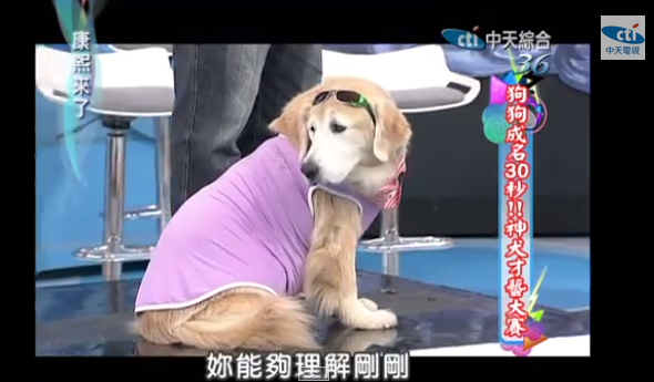 【2014.06.16】狗狗成名30秒！神犬才藝大賽！